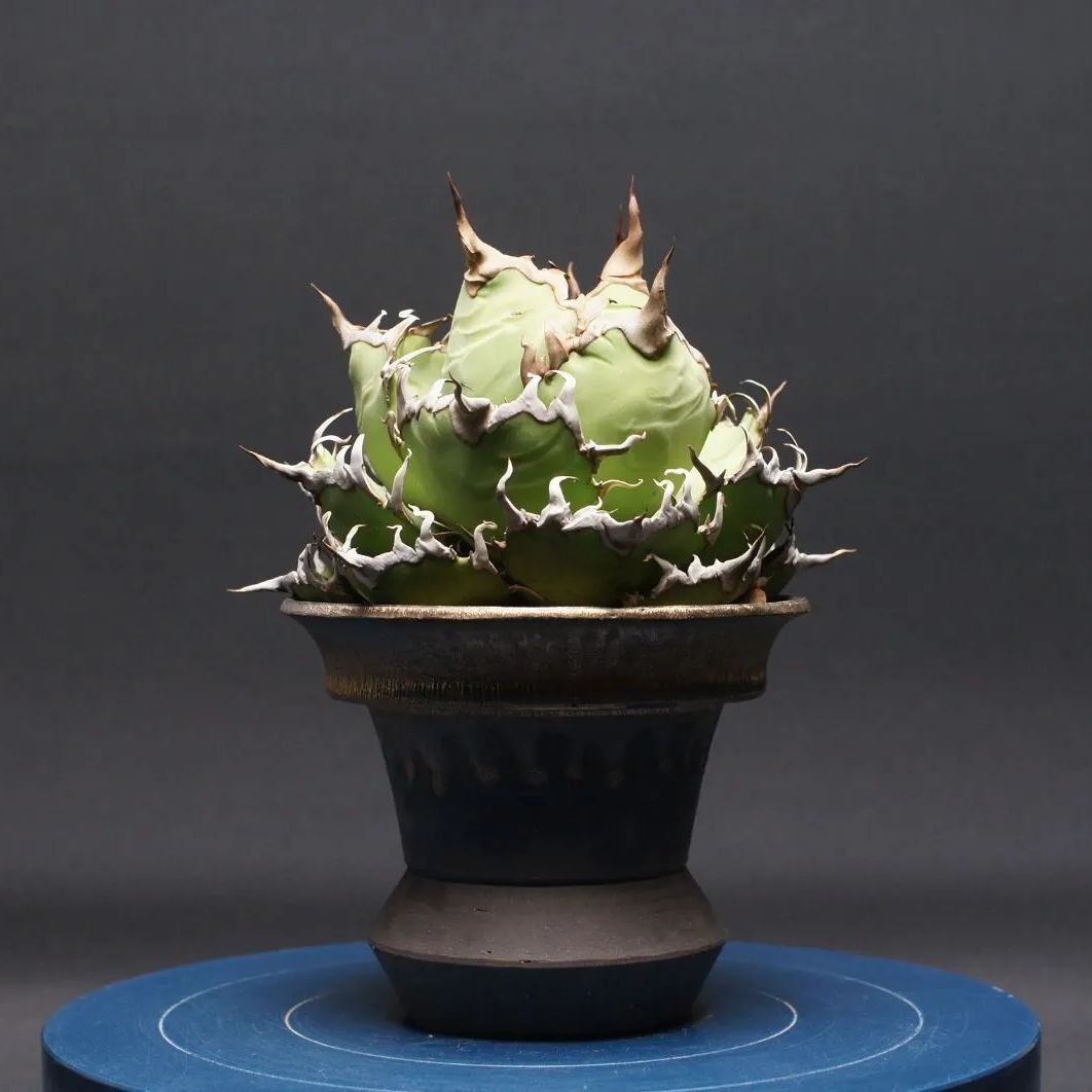 アガベ チタノタ【シーザー】 