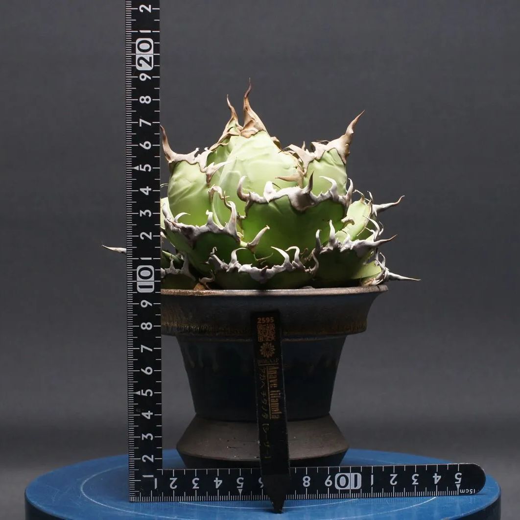 鉢のまま発送 シーザー4株 アガベ チタノタ agave 検索用清櫻 大白鯊 鉢のまま発送 シーザー4株 アガベ チタノタ agave 検索用清櫻 大白鯊