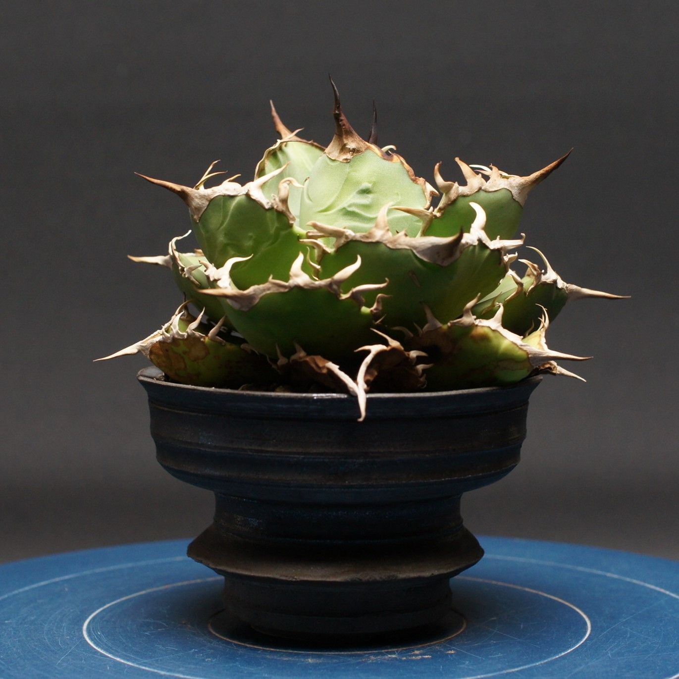 アガベ チタノタ 【シロアリ】 