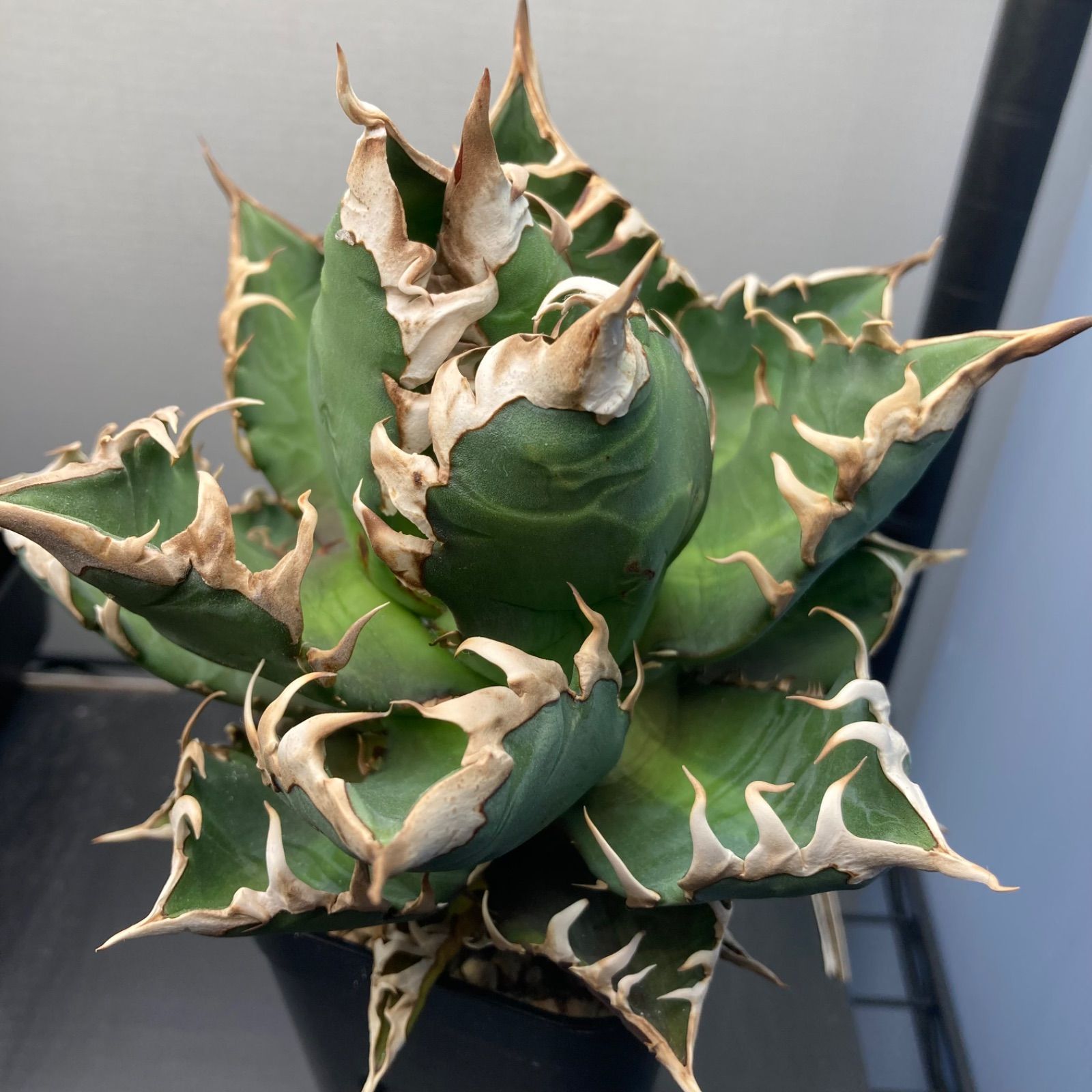 アガベ チタノタ レッドキャットウィーズル ゴリ猫 赤猫 強棘 - メルカリ