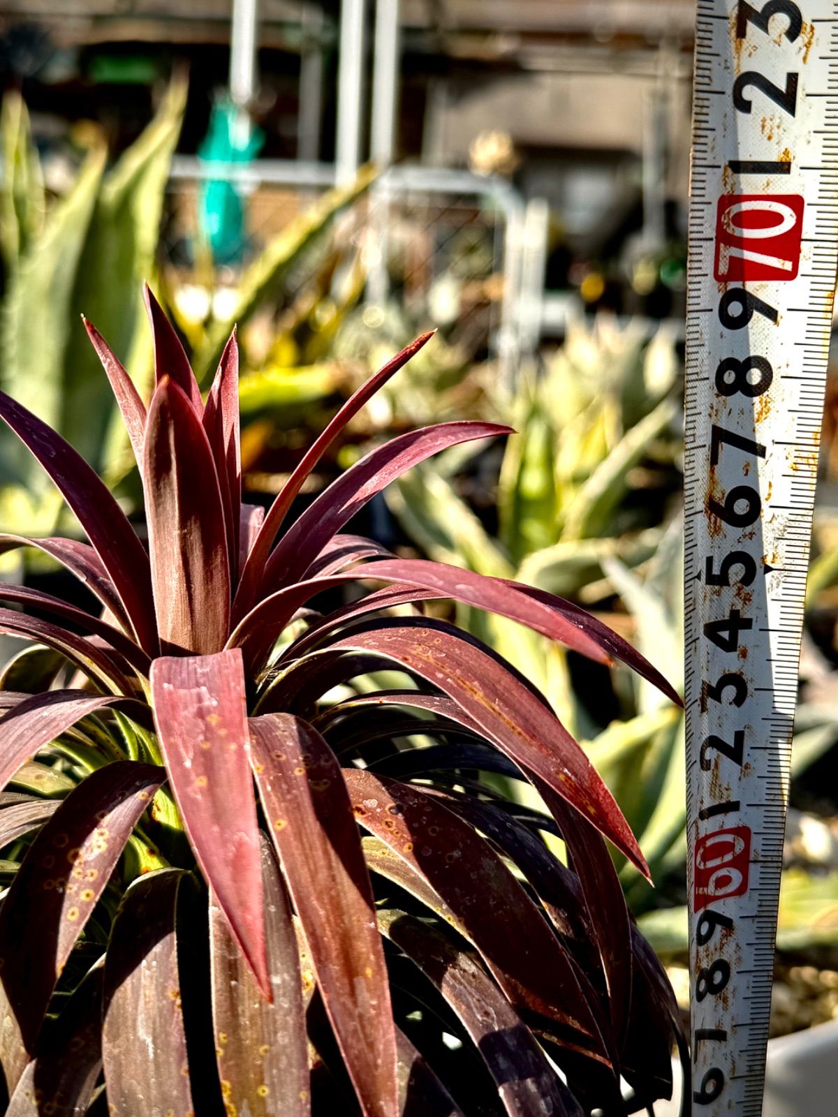 ユッカ デスメティアーナ 7号 美株 - メルカリ