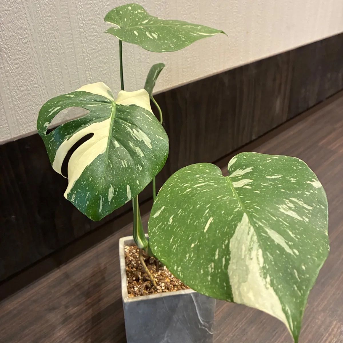 モンステラデリシオーサ タイコンステレーション 美斑入り 鉢付き