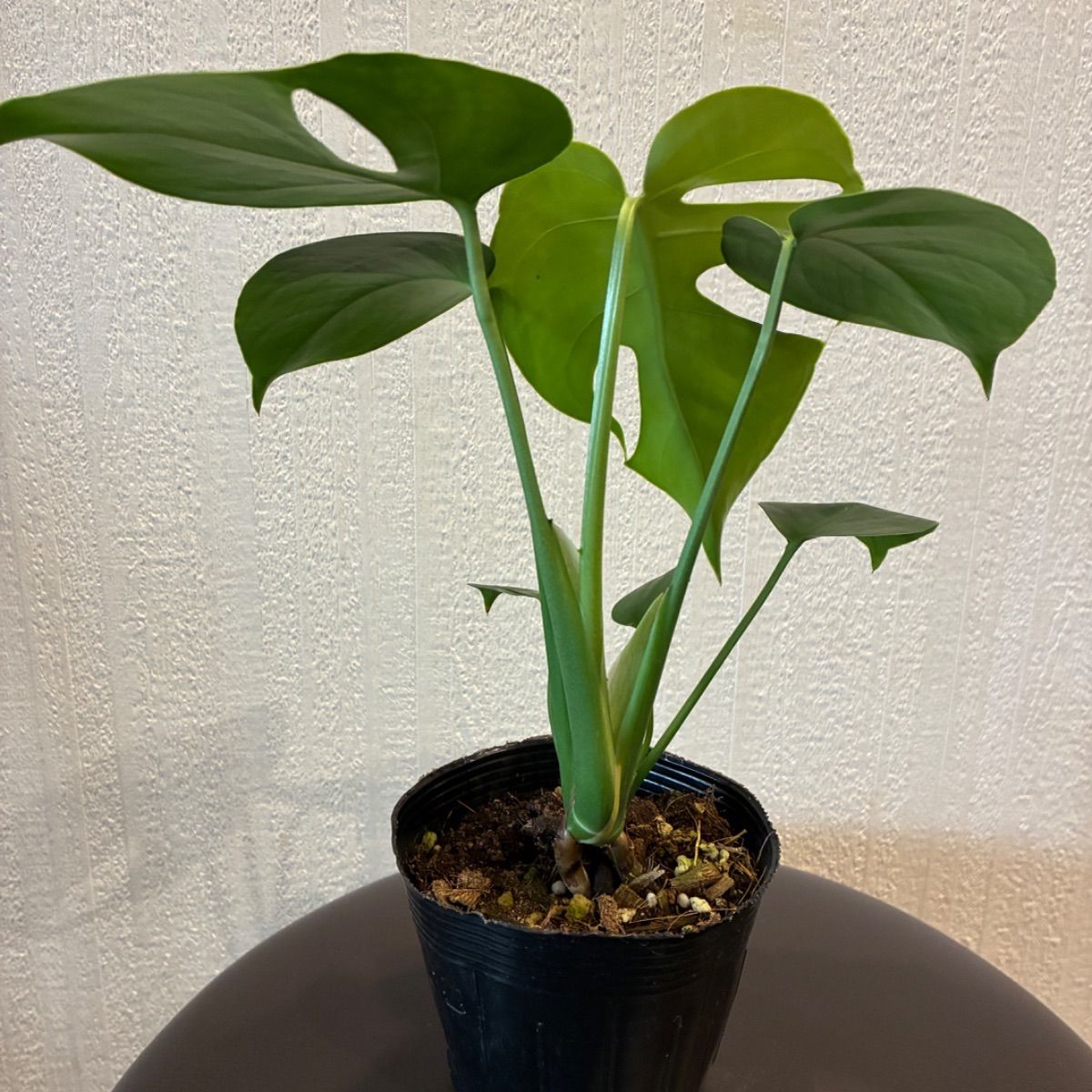 希少 モンステラ デリシオーサコンパクタ レア植物 - メルカリ