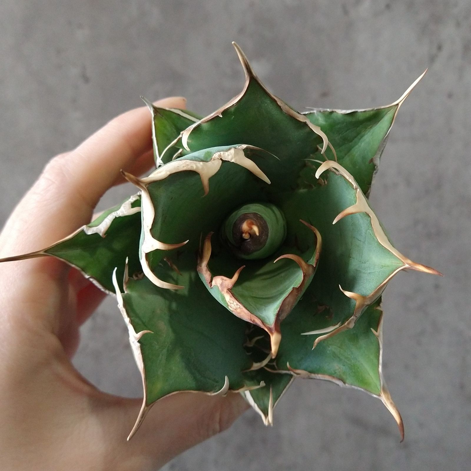 F12563 SS級限定株！！【極上高級株！イラン産◇アガベ チタノタ