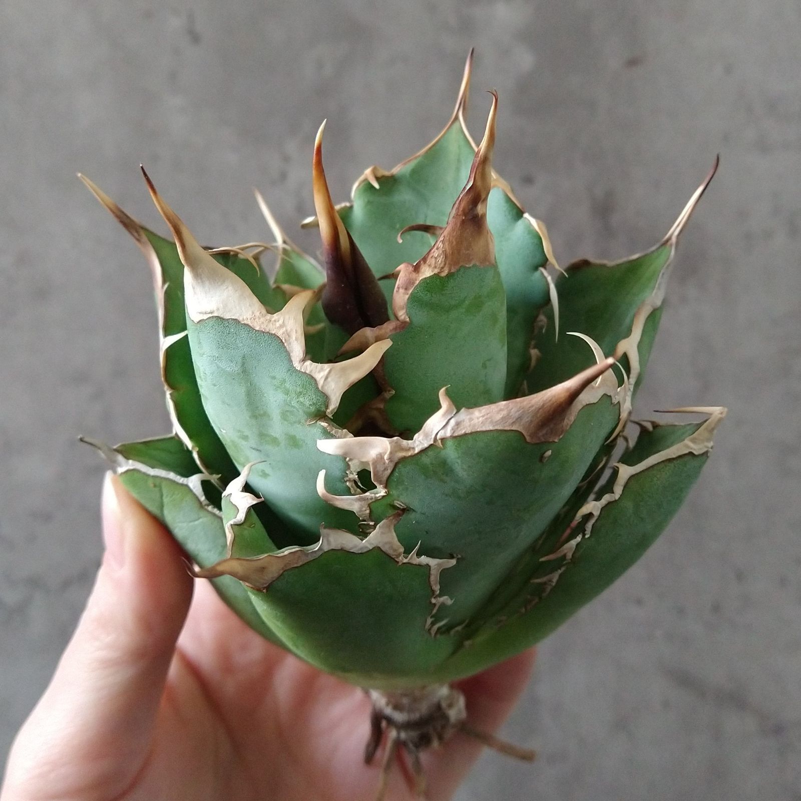 F12563 SS級限定株！！【極上高級株！イラン産◇アガベ チタノタ