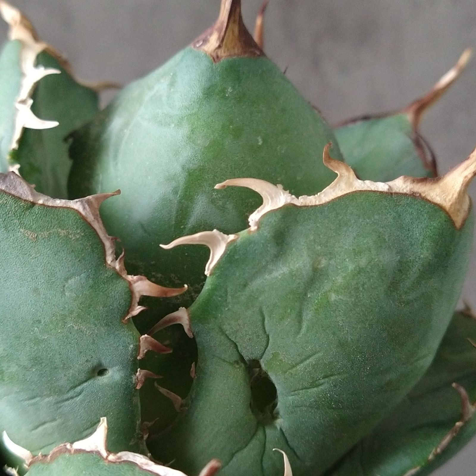 チタノタ！強棘 F10119SS級極上ボールタイプ！！極上ノンネーム AGAVE