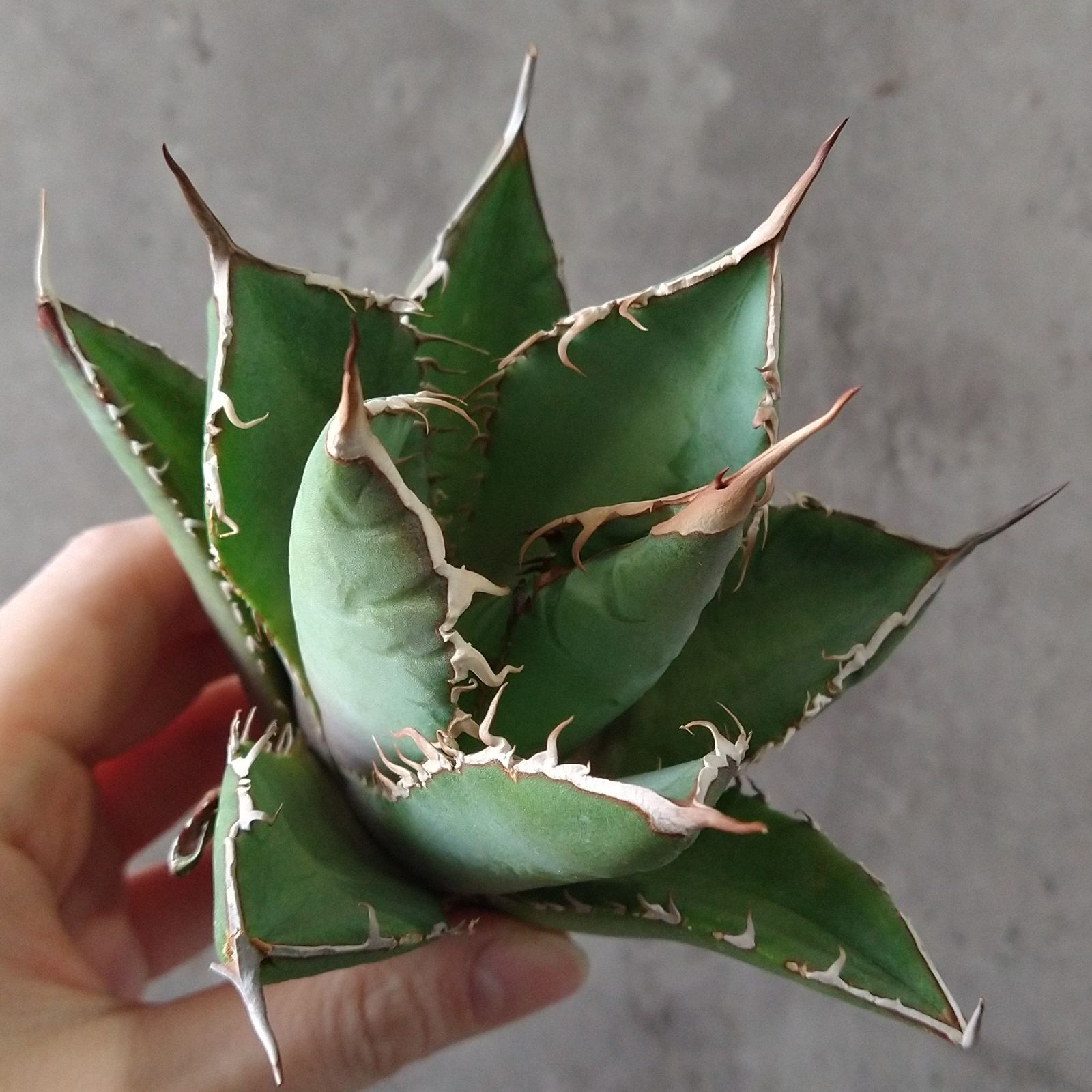 チタノタ イラン輸入選抜株 アガベ agave titanota オテロイ チタノタ