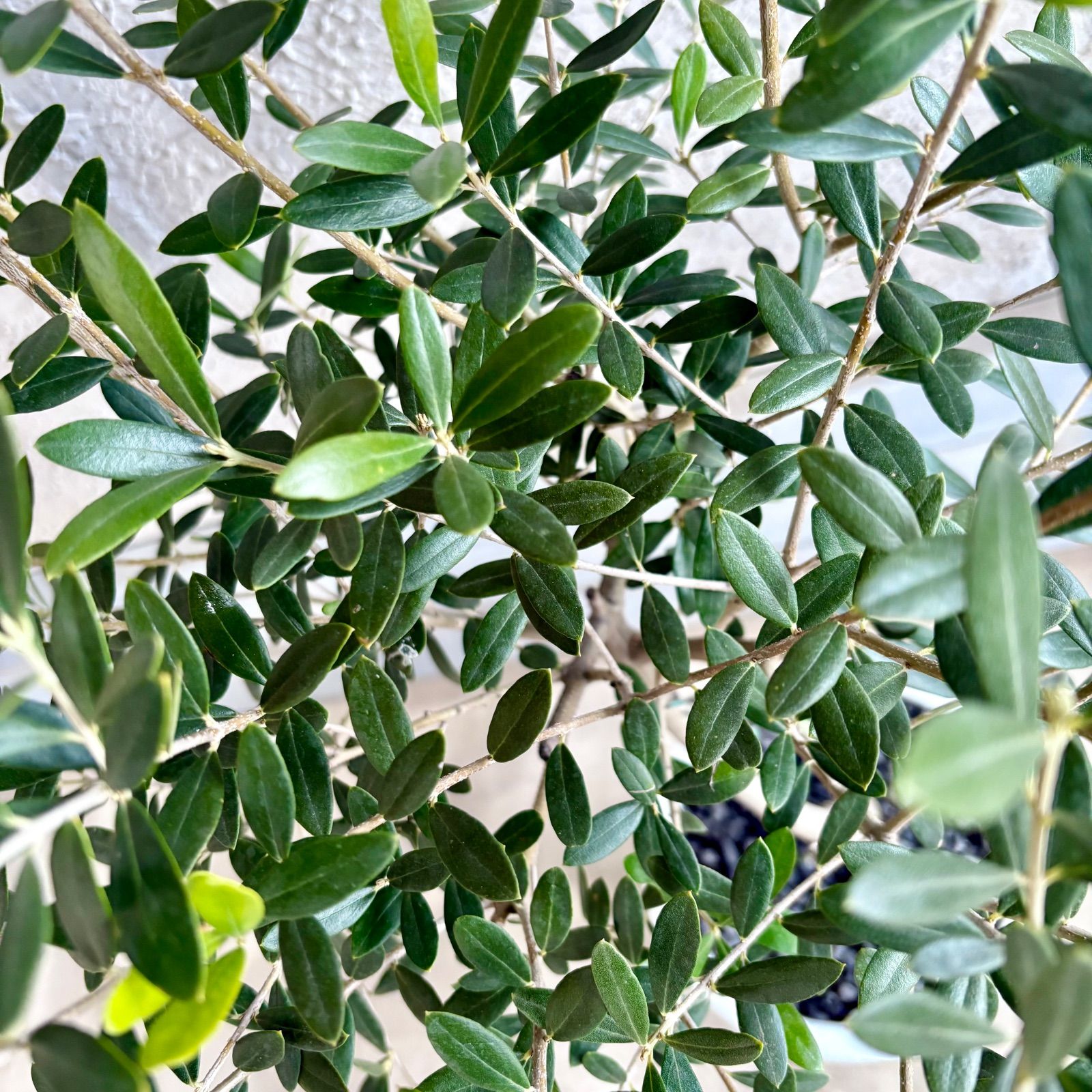 美形 オリーブの木 souju ネバディロブロンコ 7号 テラコッタ鉢植え