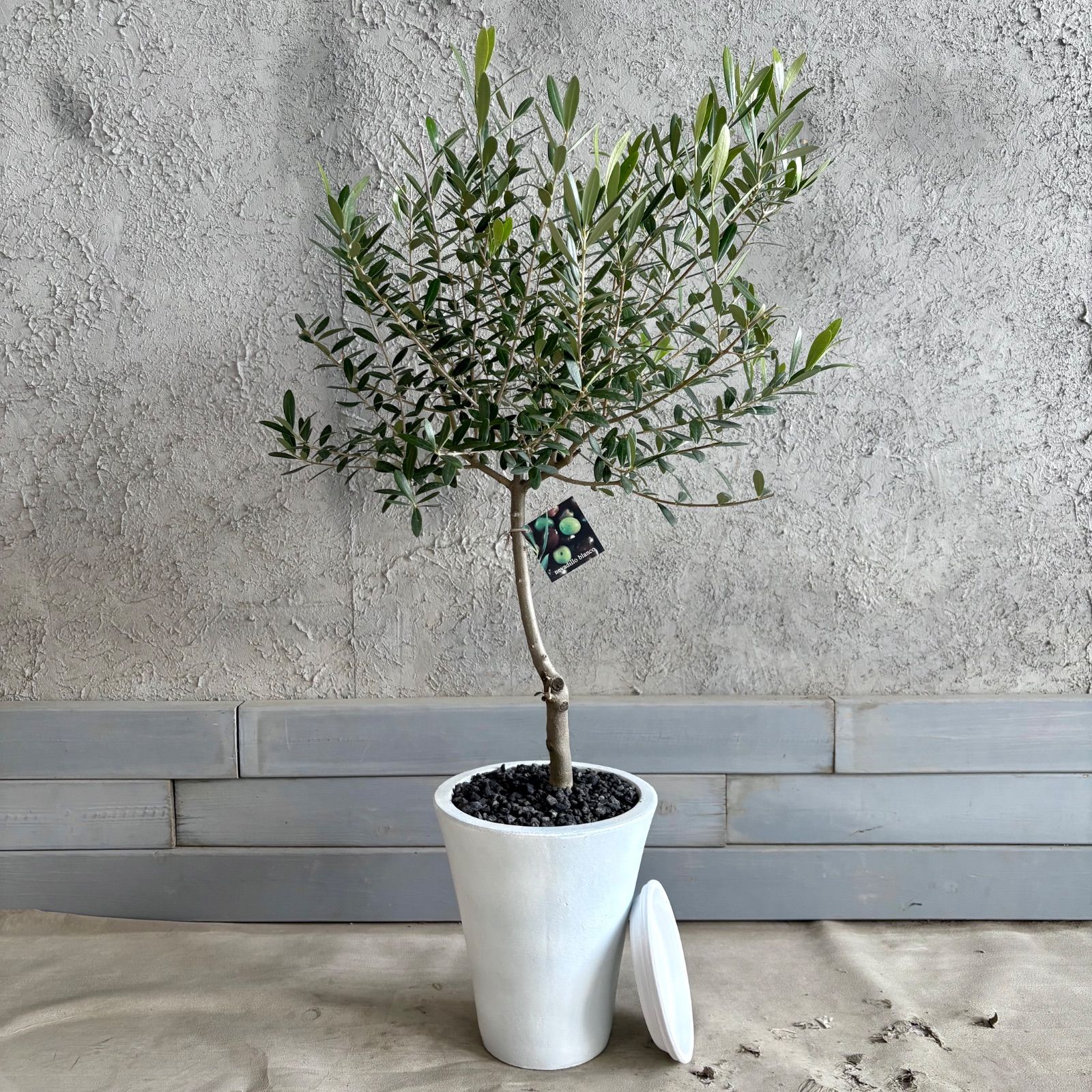 美形 オリーブの木 souju ネバディロブロンコ 7号 テラコッタ鉢植え