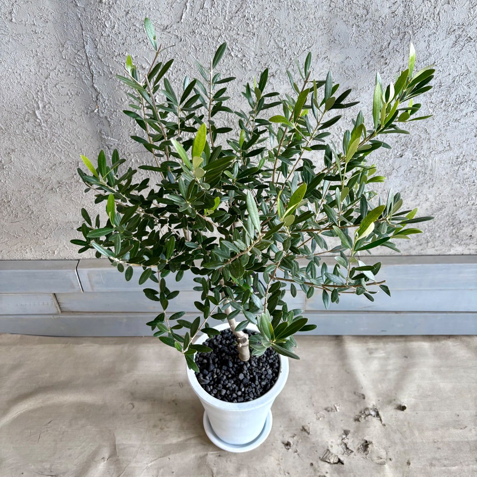 美形 オリーブの木 souju ネバディロブロンコ 7号 テラコッタ鉢植え