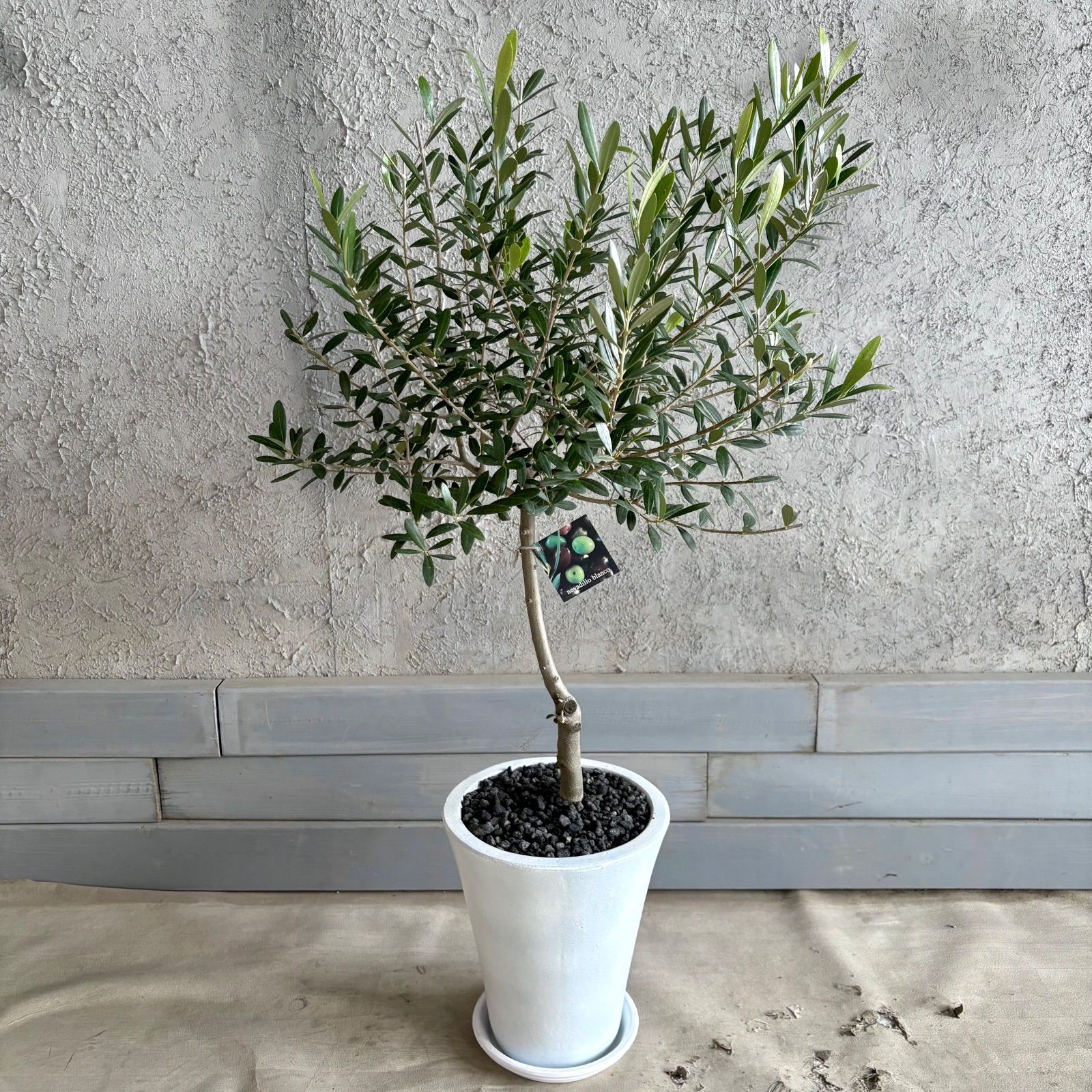 美形 オリーブの木 souju ネバディロブロンコ 7号 テラコッタ鉢植え