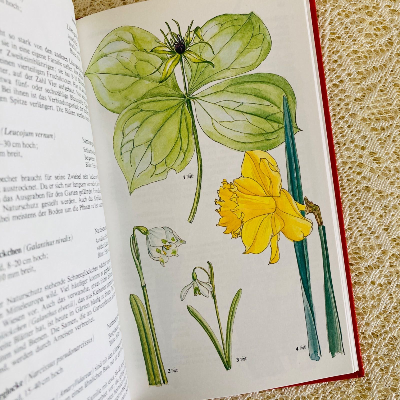 真紅の装丁が美しいドイツ語植物図鑑 柔らかな色彩の植物画 インテリア