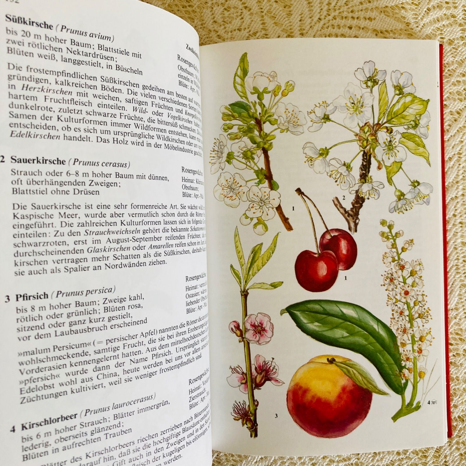 真紅の装丁が美しいドイツ語植物図鑑 柔らかな色彩の植物画 インテリア