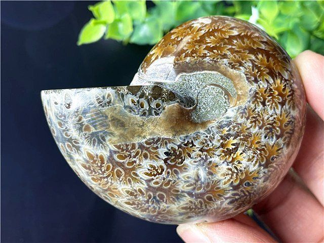 超綺麗天然アアンモナイト化石スライスB90U3/68U02A - メルカリ