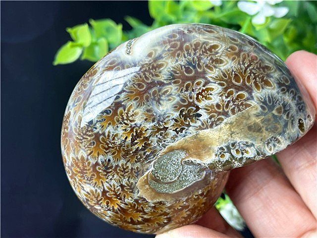 超綺麗天然アアンモナイト化石スライスB90U3/68U02A - メルカリ