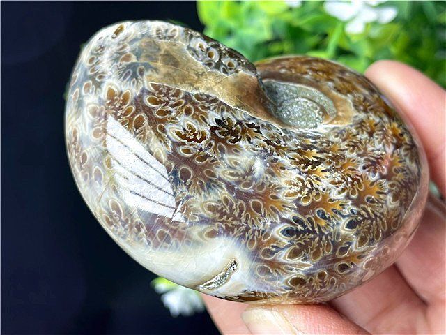 超綺麗天然アアンモナイト化石スライスB90U3/68U02A - メルカリ