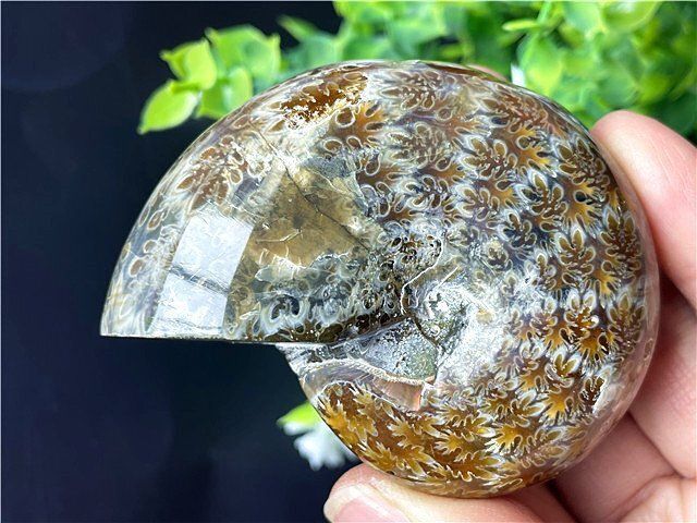 超綺麗天然アアンモナイト化石スライスB90U3/68U02A - メルカリ