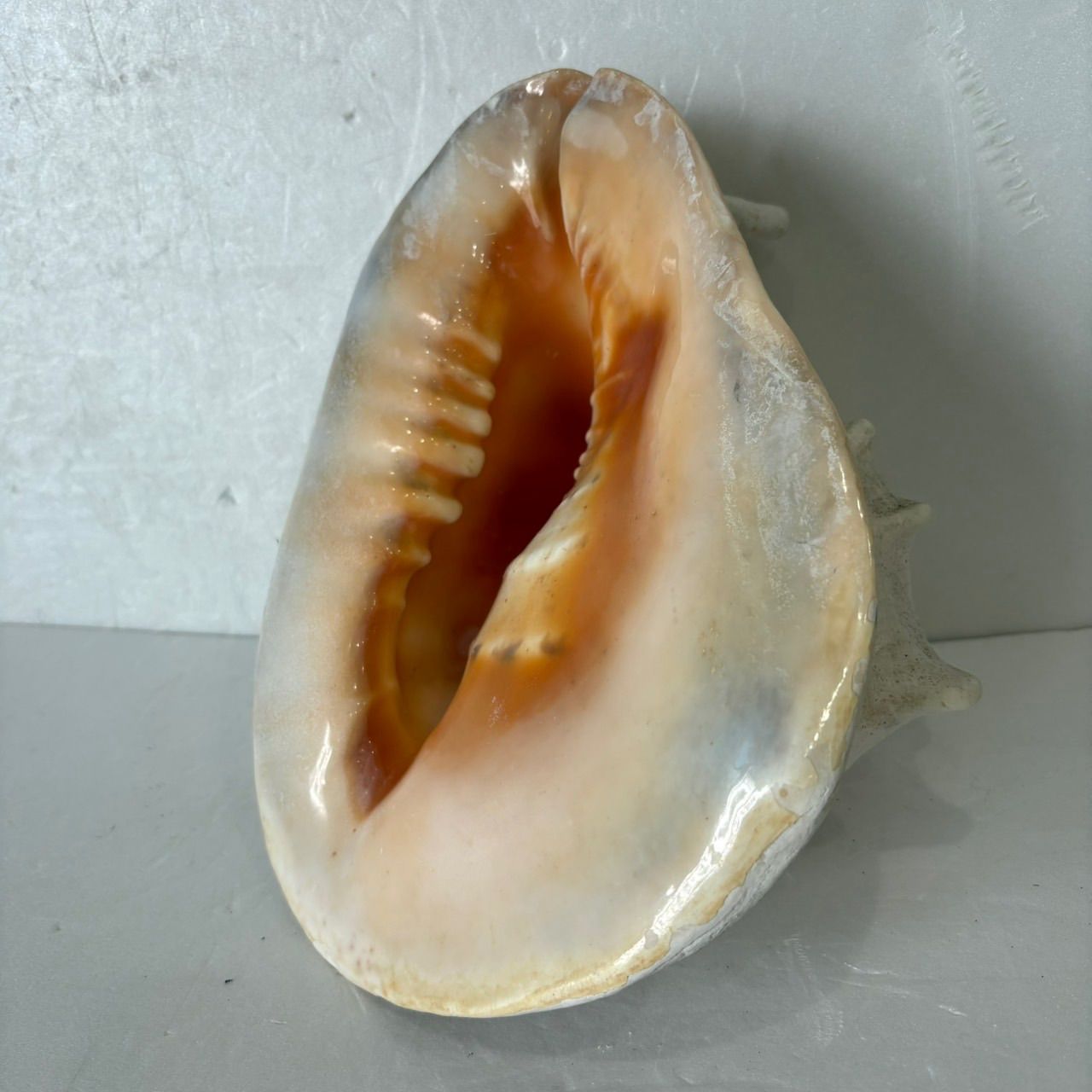 貝殻 標本】トウカムリガイ巻貝 置物 インテリア - メルカリ