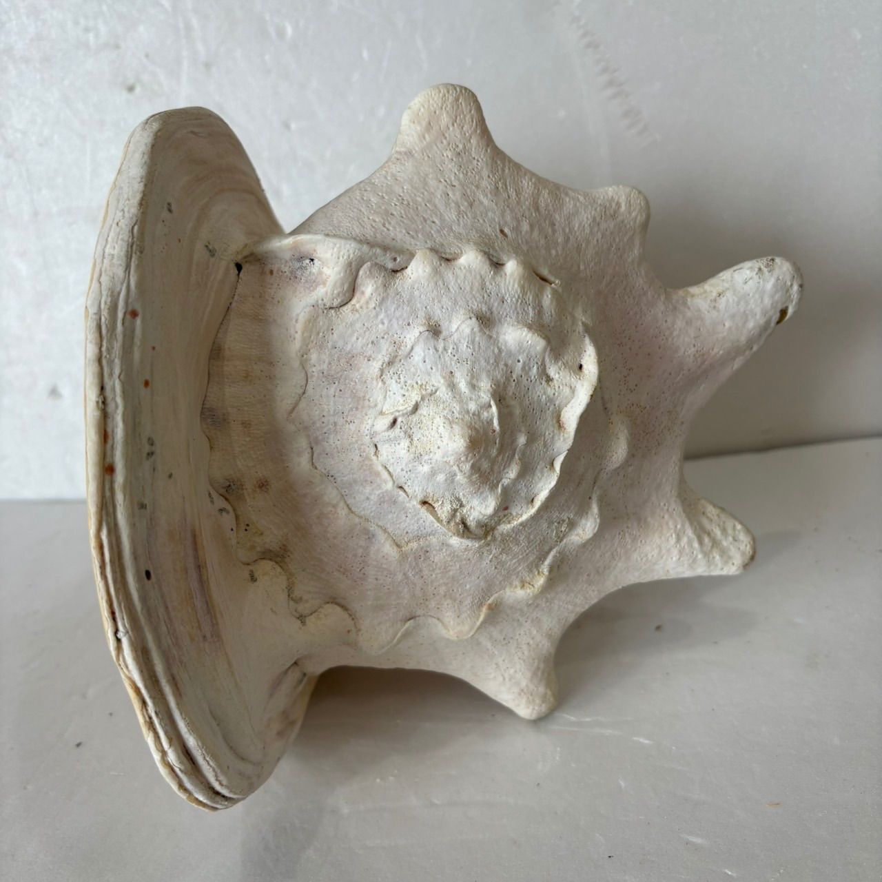 貝殻 標本】トウカムリガイ巻貝 置物 インテリア - メルカリ