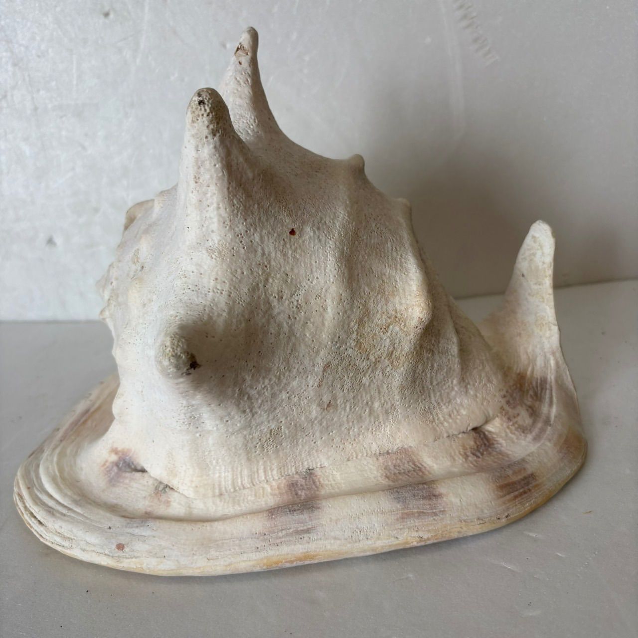 貝殻 標本】トウカムリガイ巻貝 置物 インテリア - メルカリ