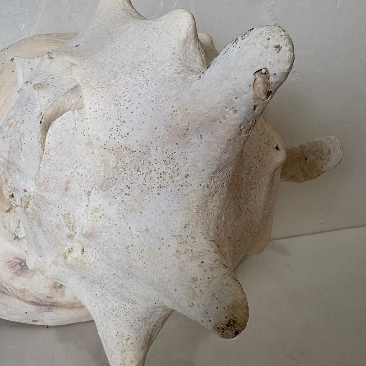 貝殻 標本】トウカムリガイ巻貝 置物 インテリア - メルカリ