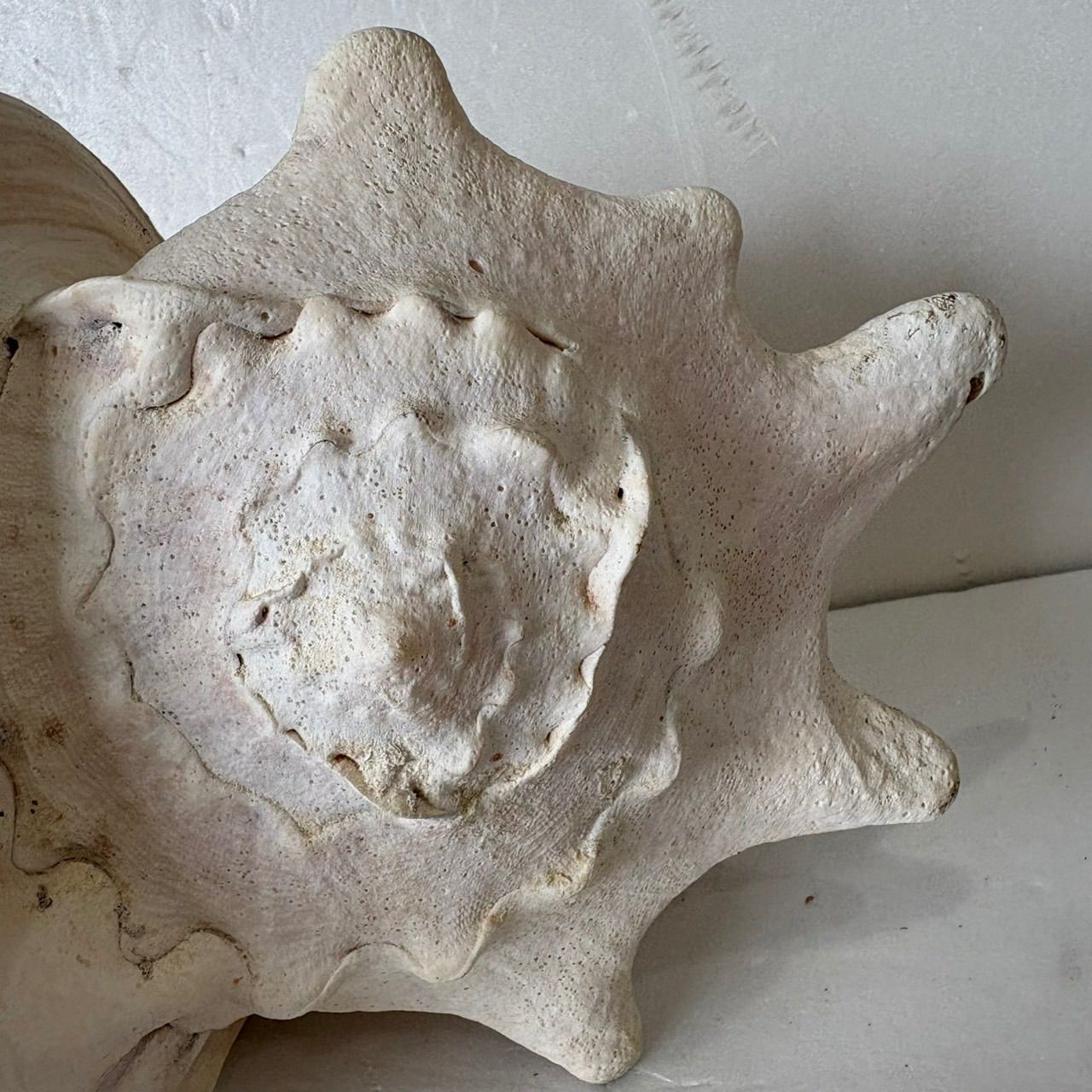 貝殻 標本】トウカムリガイ巻貝 置物 インテリア - メルカリ