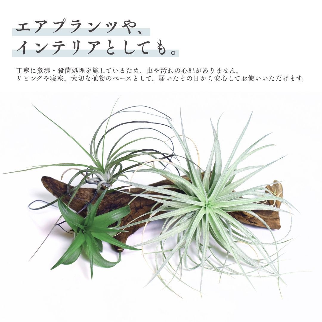 ミニ流木オマケ付き】煮込み済み あく抜き済み 流木 1本 約10cm【形状