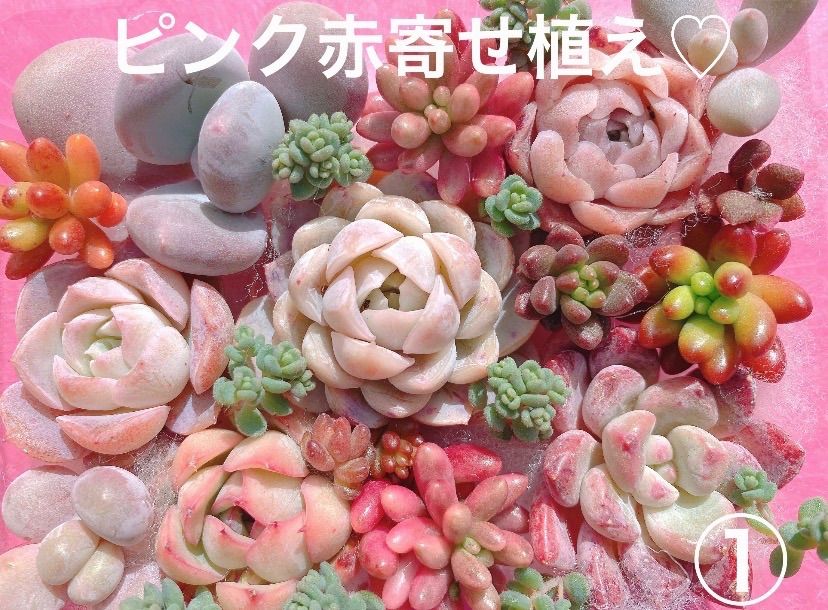 ① クーポンあり❣️ピンク赤寄せ植えセット❣️ぷっくりつぶつぶ