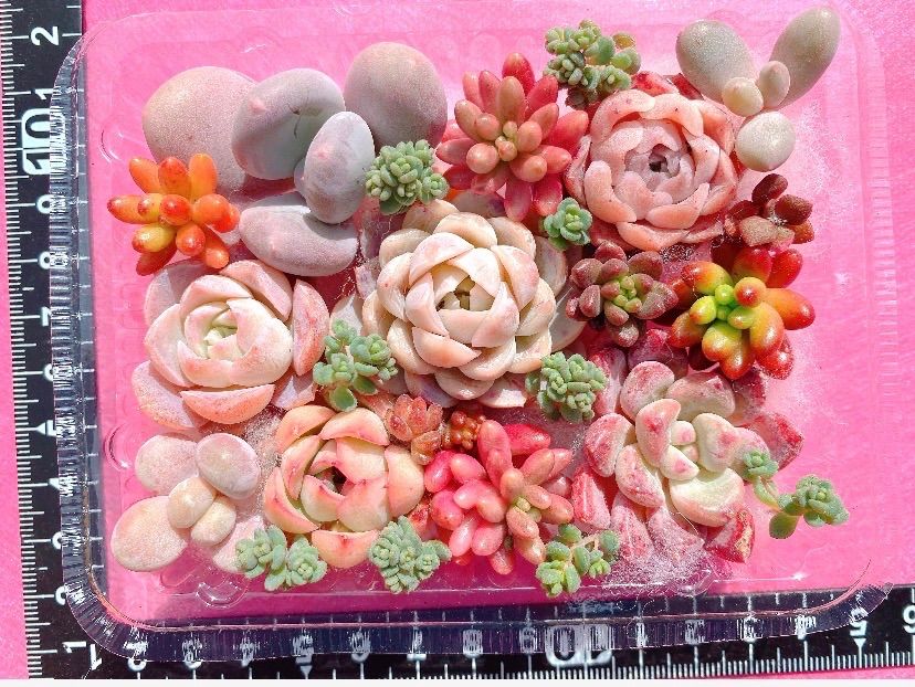 クーポンあり❣️ピンク赤寄せ植えセット❣️ぷっくりつぶつぶ❣️寄せ