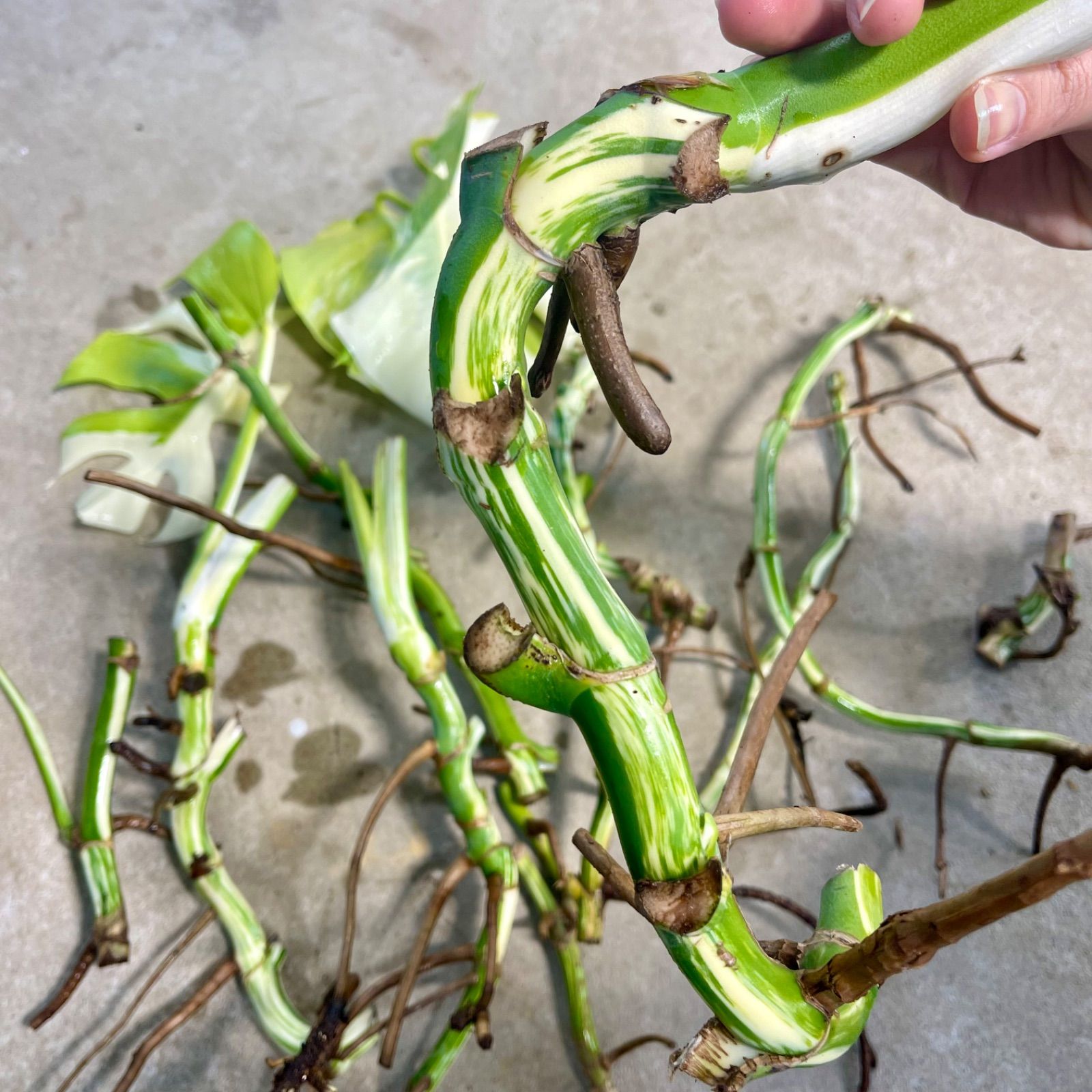 お得な極上茎11本セット【発根済み気根付き】斑入り モンステラ