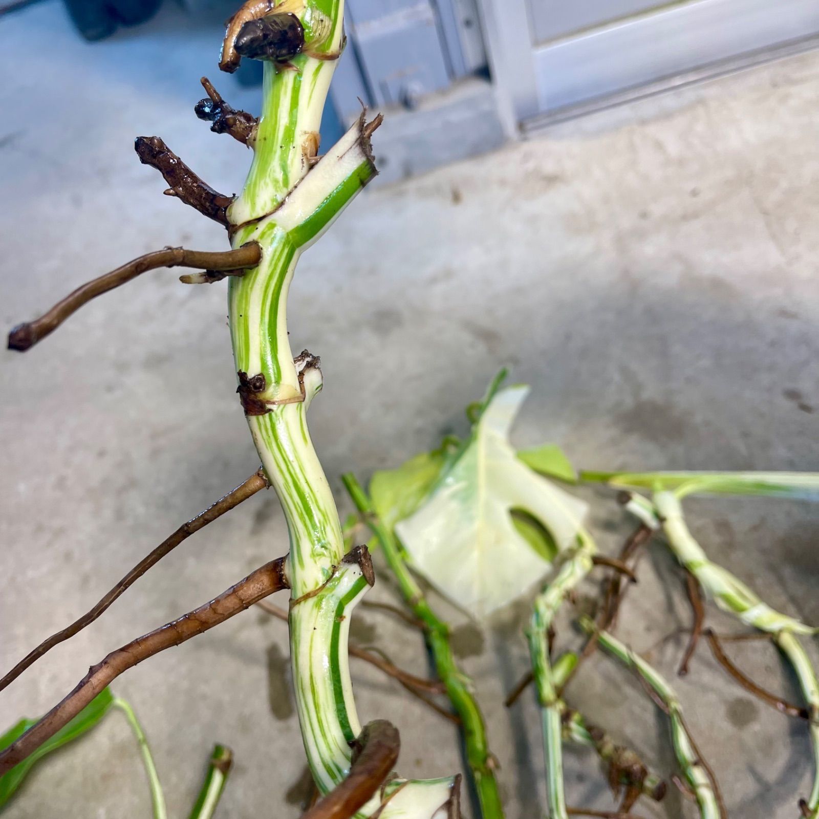 お得な極上茎11本セット【発根済み気根付き】斑入り モンステラ