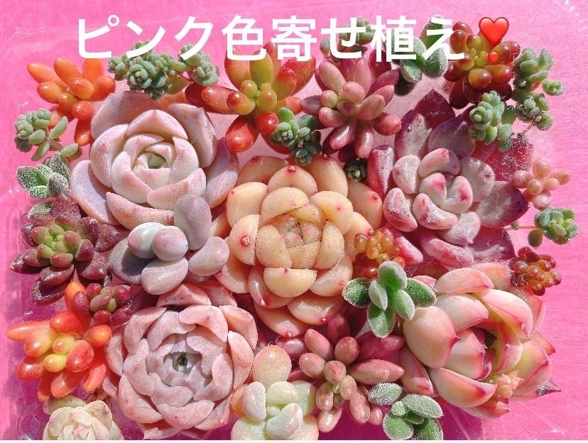 ② クーポンあり❣️ピンク赤寄せ植えセット❣️ぷっくりつぶつぶ