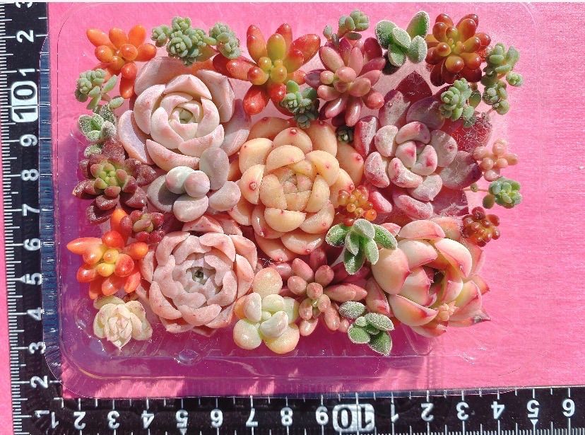 ② クーポンあり❣️ピンク赤寄せ植えセット❣️ぷっくりつぶつぶ