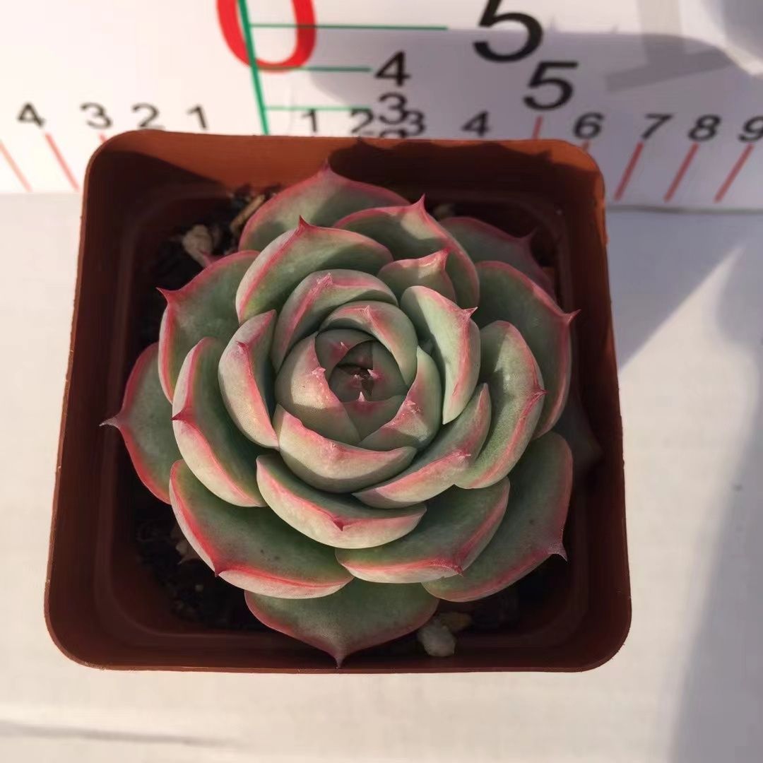 新入荷 32株の抜き苗セット フランスローズ 多肉植物 佐川急便発送