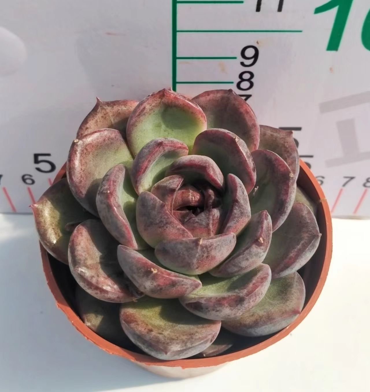 新入荷 18株の抜き苗セット クリスタルブラックローズ 多肉植物 佐川