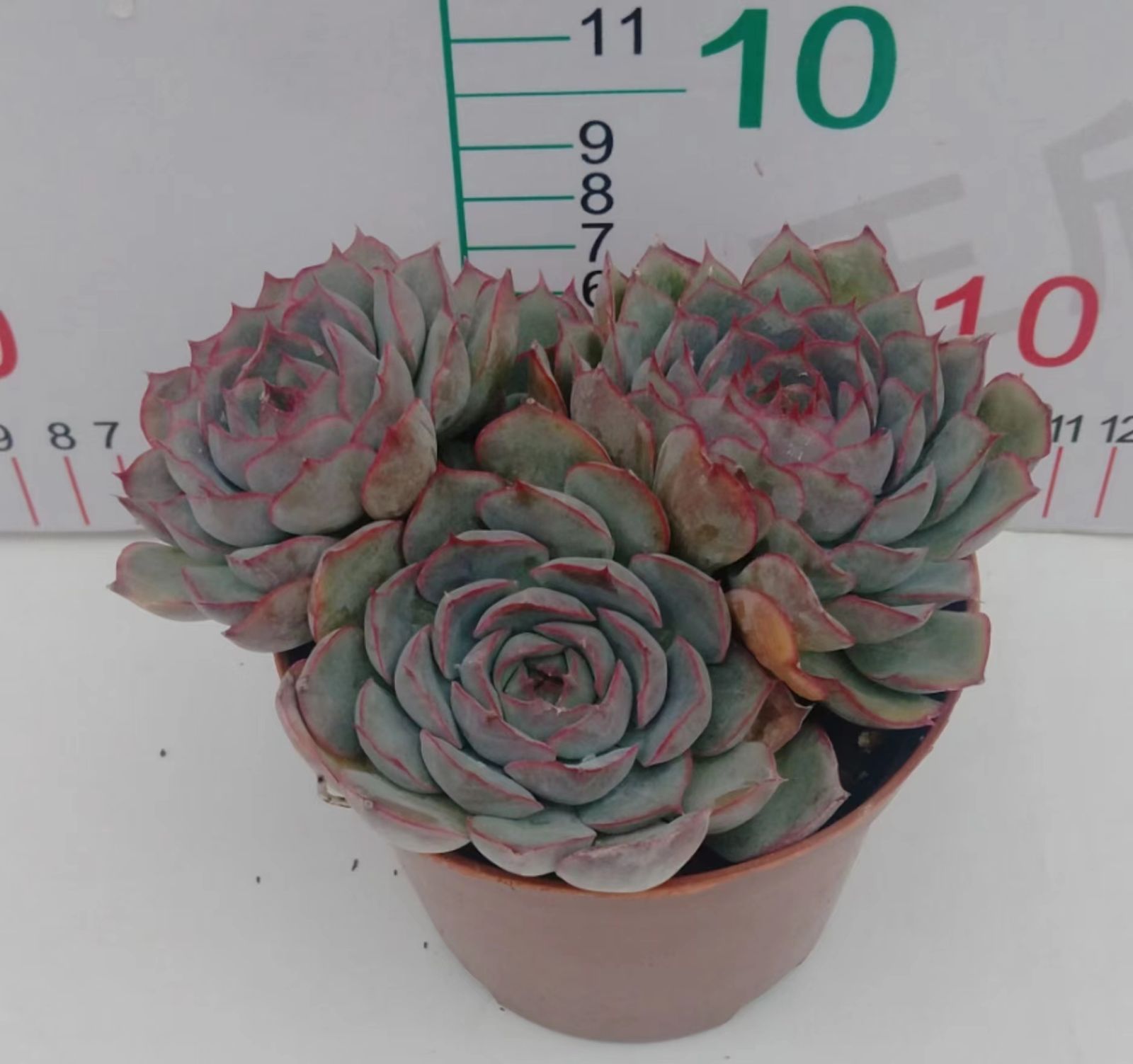 新入荷 18株の抜き苗セット ヘラクレス 多肉植物 佐川急便発送