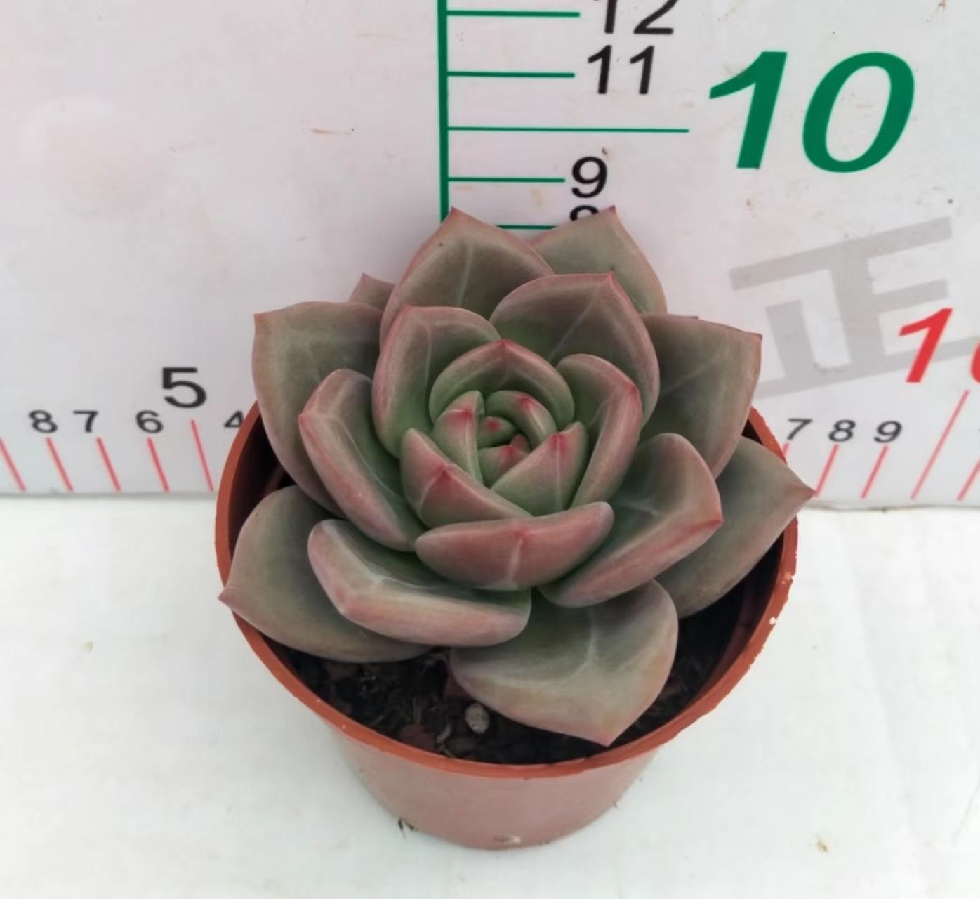 新入荷 18株の抜き苗セット シャンペン 多肉植物 佐川急便発送