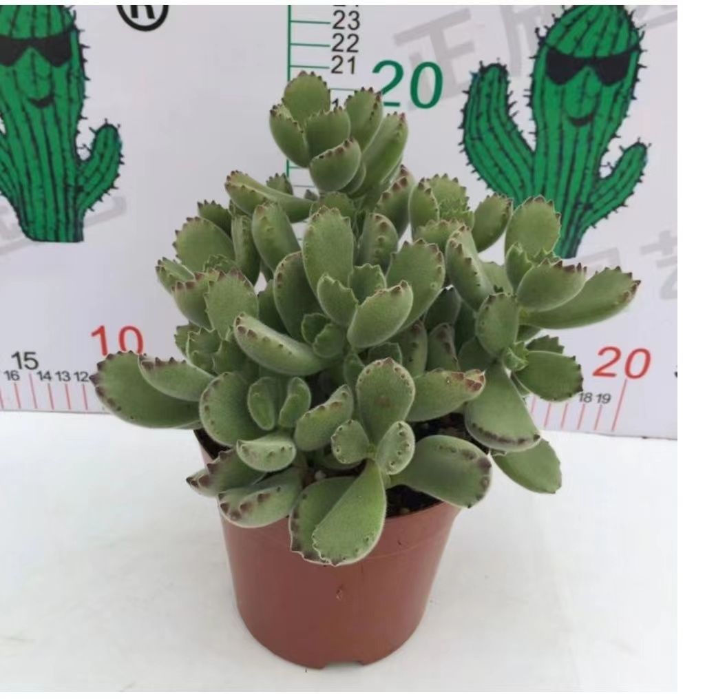 新入荷 18株の抜き苗セット クマドウジ 多肉植物 佐川急便発送