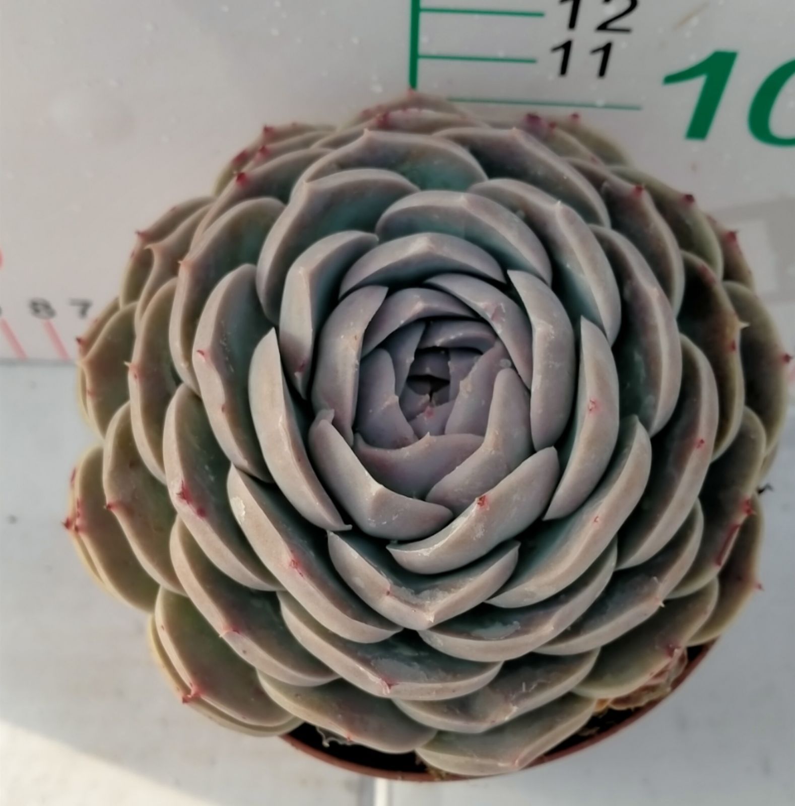 新入荷 18株の抜き苗セット ニューオンスロー 多肉植物 佐川急便発送