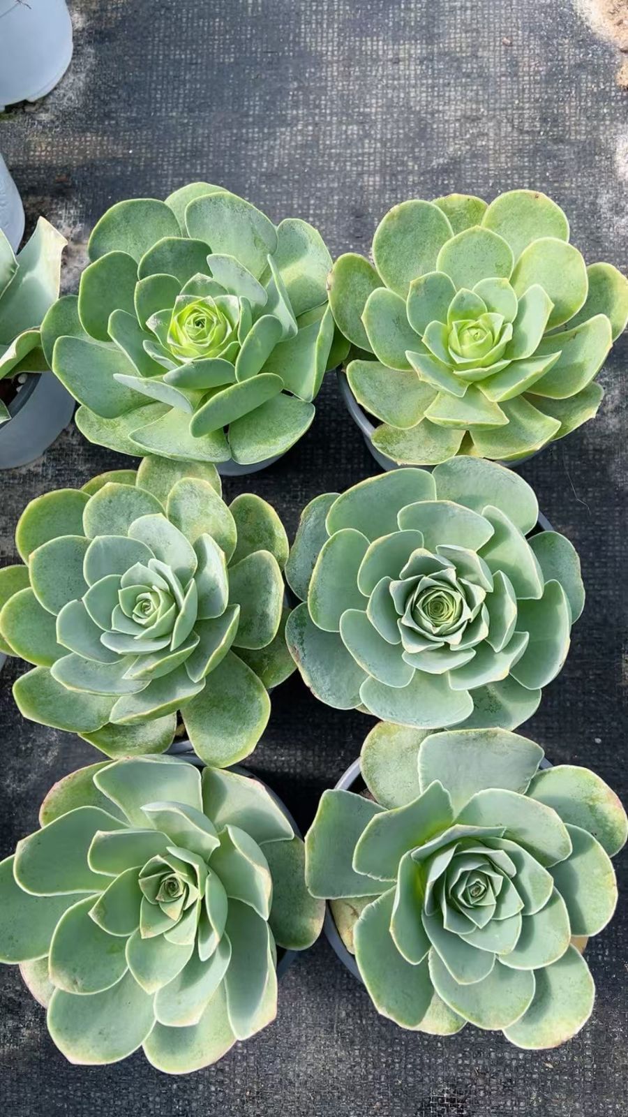 新入荷 18株の抜き苗セット バラ 多肉植物 佐川急便発送 エケベリア