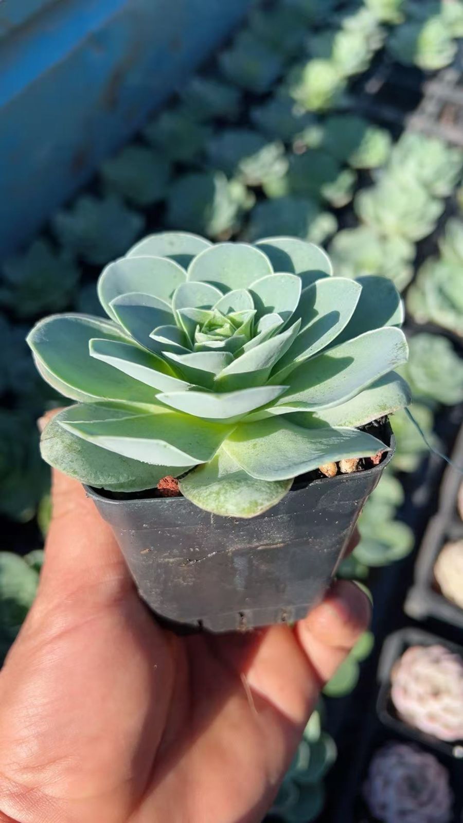 新入荷 50株の抜き苗セット バラ 多肉植物 佐川急便発送 エケベリア