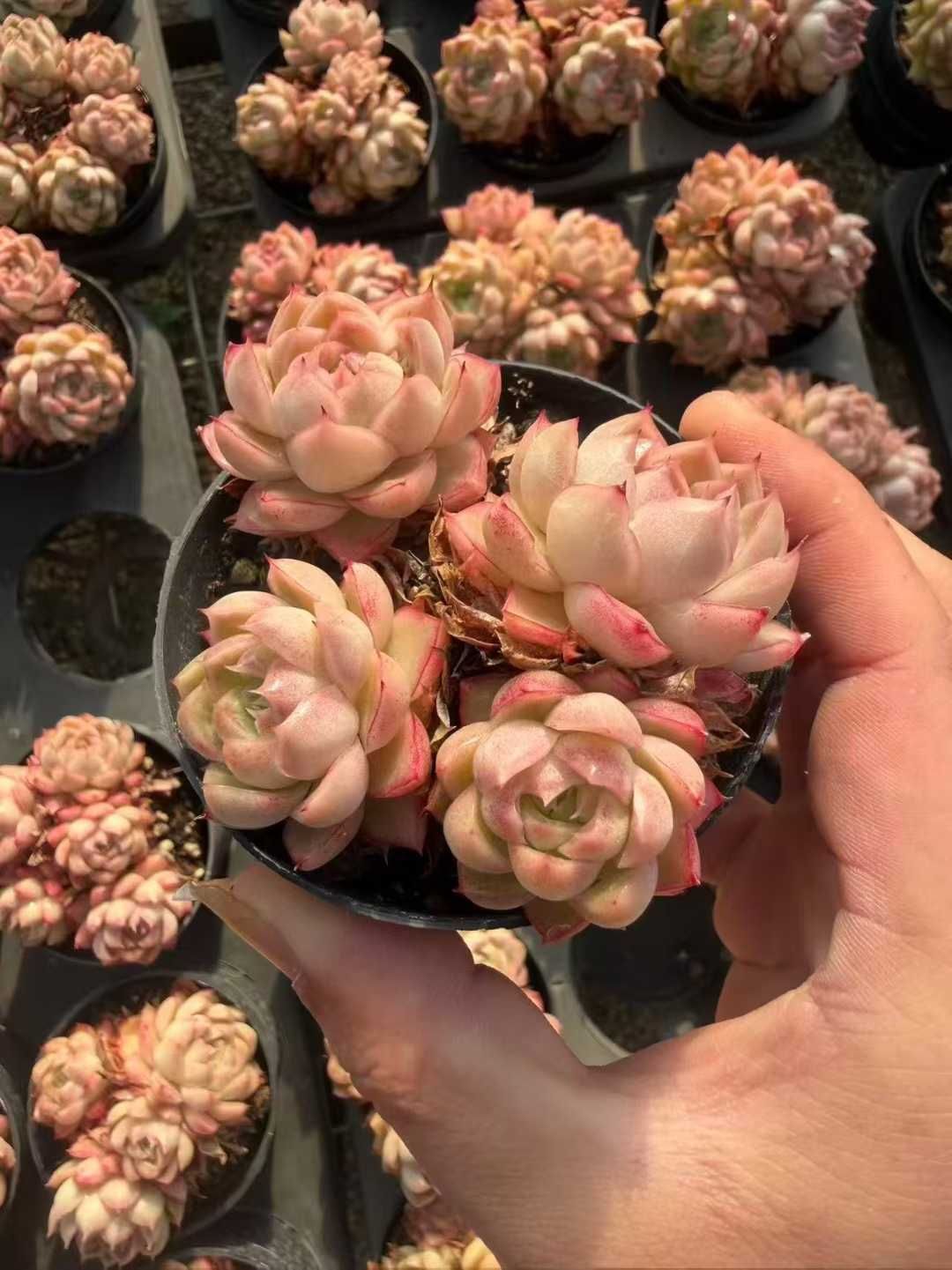 新入荷 18株の抜き苗セット レッドクイーン 多肉植物 佐川急便発送