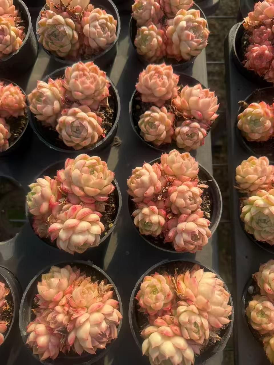 新入荷 18株の抜き苗セット レッドクイーン 多肉植物 佐川急便発送