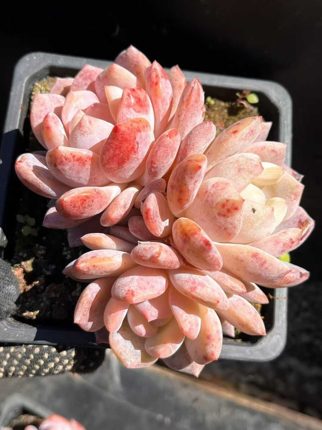 新入荷 12株の抜き苗セット オレンジモンロー 多肉植物 佐川急便発送