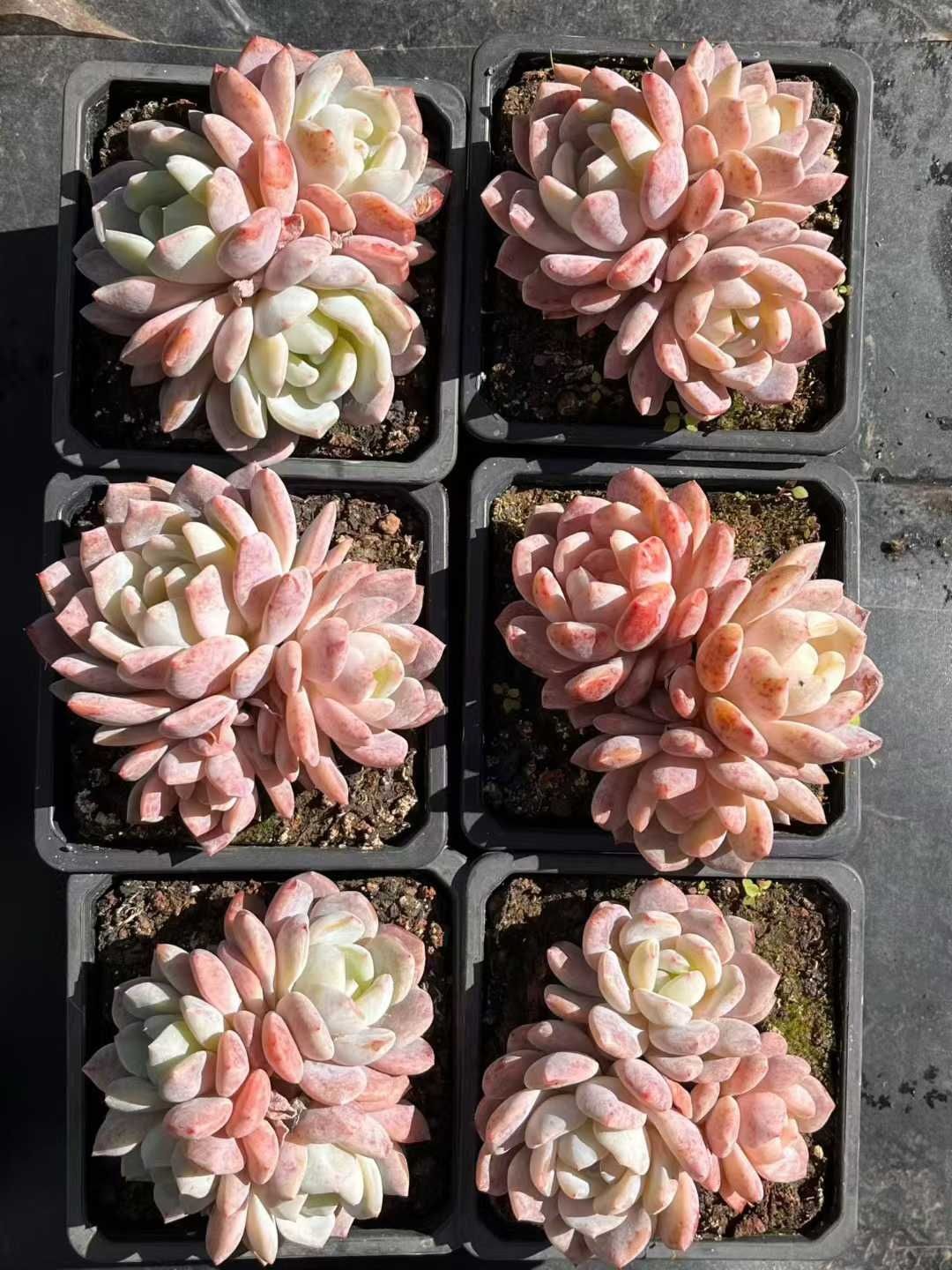 新入荷 12株の抜き苗セット オレンジモンロー 多肉植物 佐川急便発送