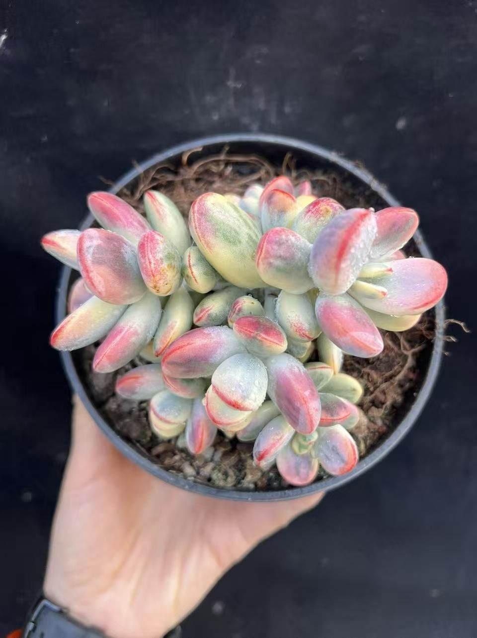 新入荷 6株の抜き苗セット ピンポンニシキ 多肉植物 佐川急便発送