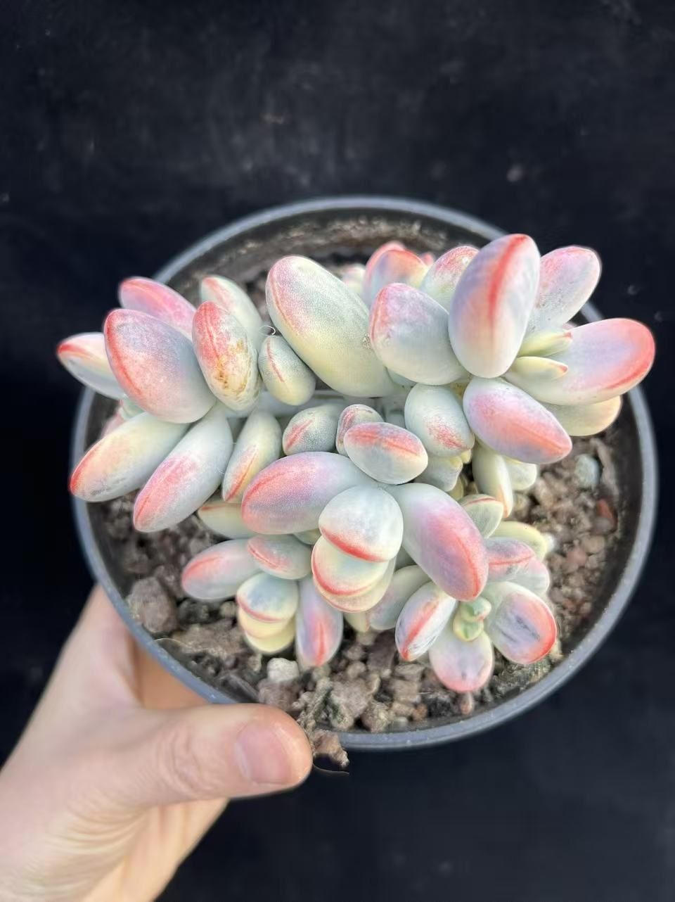 新入荷 6株の抜き苗セット ピンポンニシキ 多肉植物 佐川急便発送