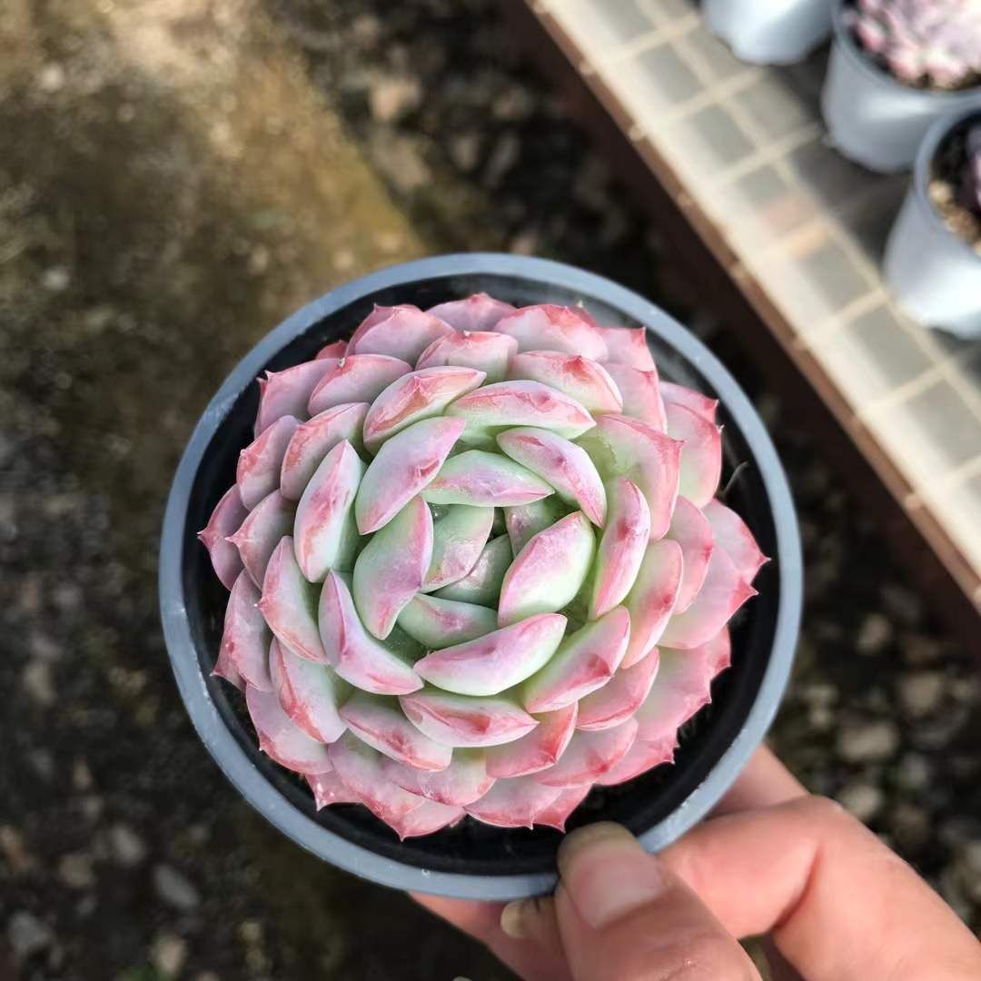 新入荷 18株の抜き苗セット デザートローズ 多肉植物 佐川急便発送