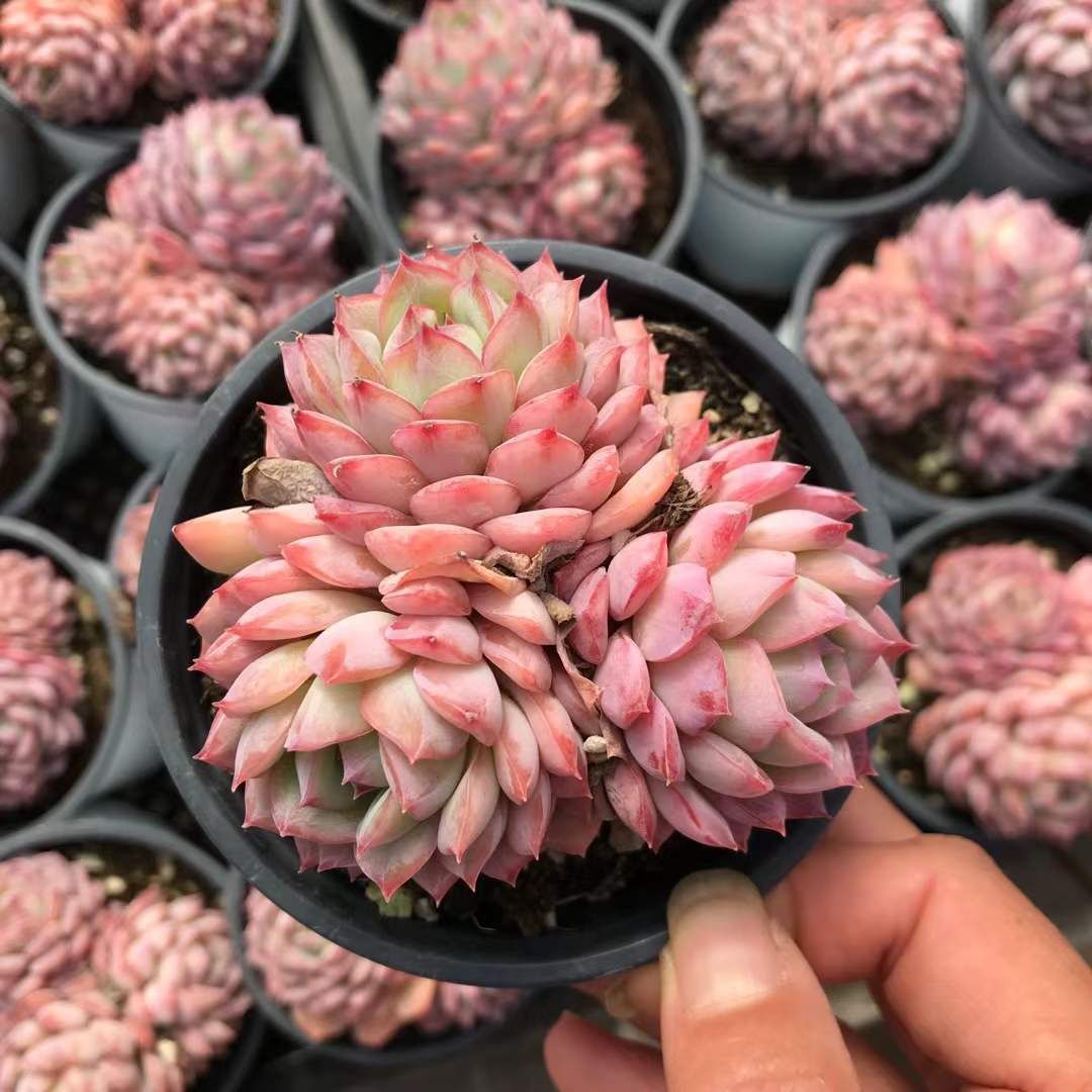 新入荷 18株の抜き苗セット デザートローズ 多肉植物 佐川急便発送