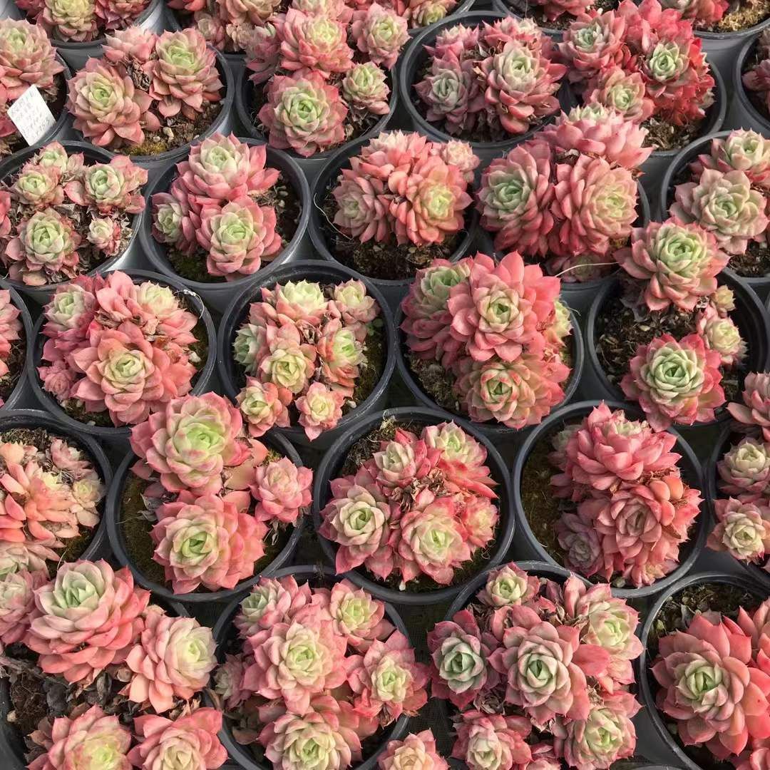 新入荷 18株の抜き苗セット サンライムペッパーニシキ 多肉植物 佐川